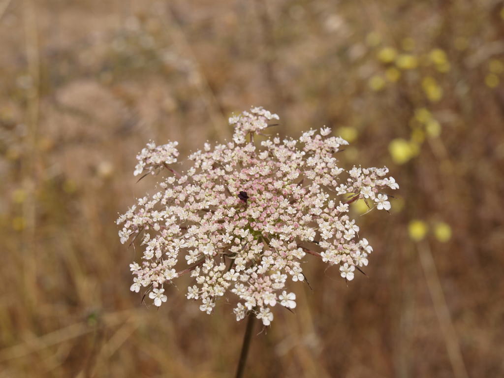 Santa Luzia  Herdade Dos Montes Bastos מראה חיצוני תמונה